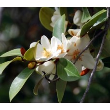 Magnolia Scented Pearl 1 Plants Michelia yunnanensis laevifolia shrubs